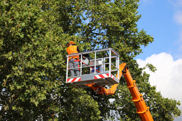 Professional Tree Services in Zion, PA